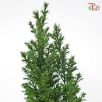 Chamaecyparis Ellwoodii《美國扁柏》-Pudu Ria Florist-prflorist.com.my