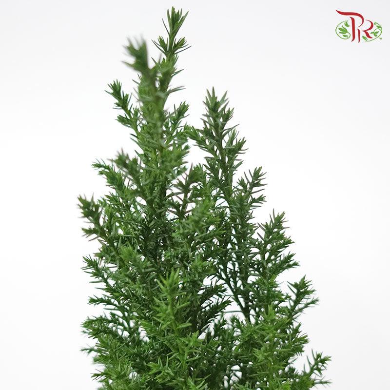 Chamaecyparis Ellwoodii《美國扁柏》-Pudu Ria Florist-prflorist.com.my