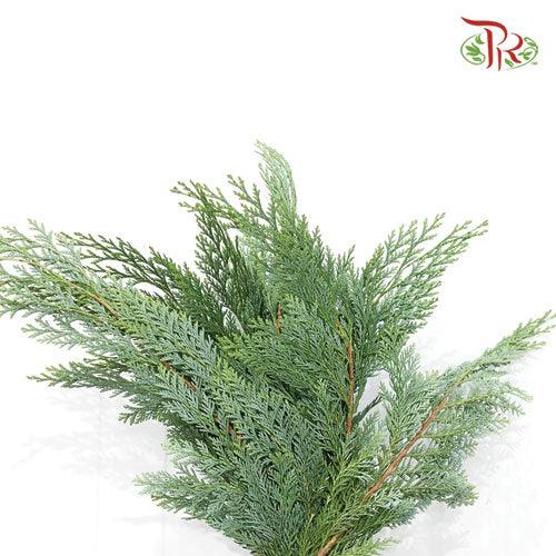 Chamaecyparis Elwoodi - (Per Bunch)-Netherland-prflorist.com.my