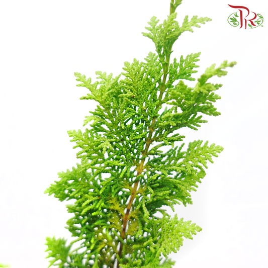 Chamaecyparis Light Green - (Huang Ma Song) - (Per Bunch)-China-prflorist.com.my