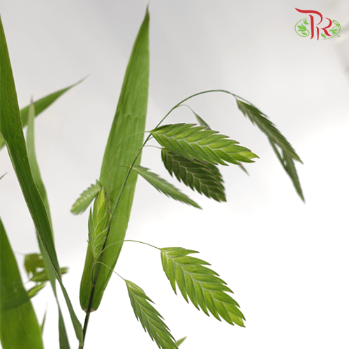 Chasmanthium Grass - (Per Bunch)-Green-China-prflorist.com.my