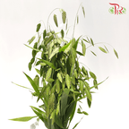 Chasmanthium Grass - (Per Bunch)-Green-China-prflorist.com.my