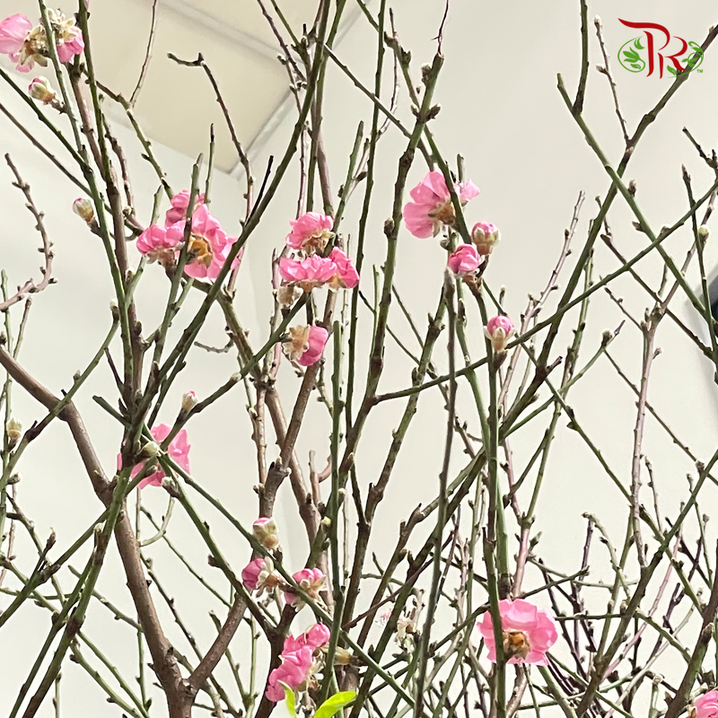 Cherry Blossom (M & XXL)-China-prflorist.com.my