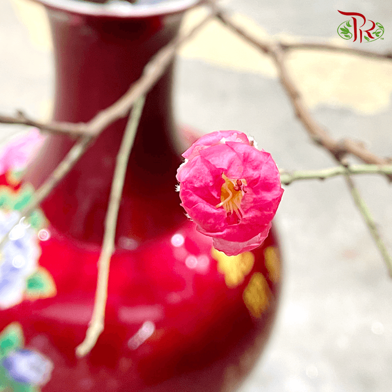 Cherry Blossom (M & XXL)-China-prflorist.com.my