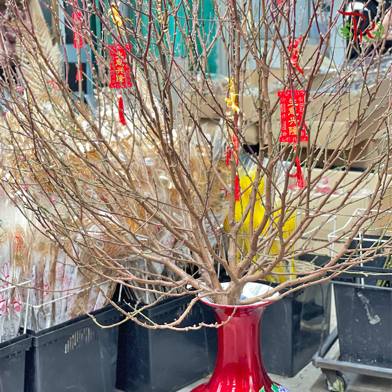 Cherry Blossom (M & XXL)-XXL (8-9FT)-China-prflorist.com.my