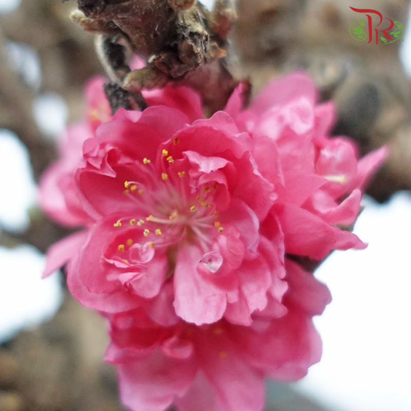 Cherry Blossom Plant《桃花树》(S & M & L Size) pre-bloom state