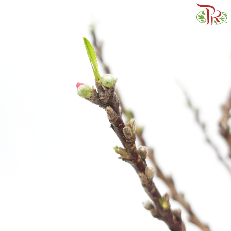 Cherry Blossom Plant《桃花树》(S & M & L Size) pre-bloom state