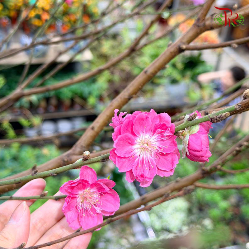 Cherry Blossom - (S & M & L & XL & Jumbo)