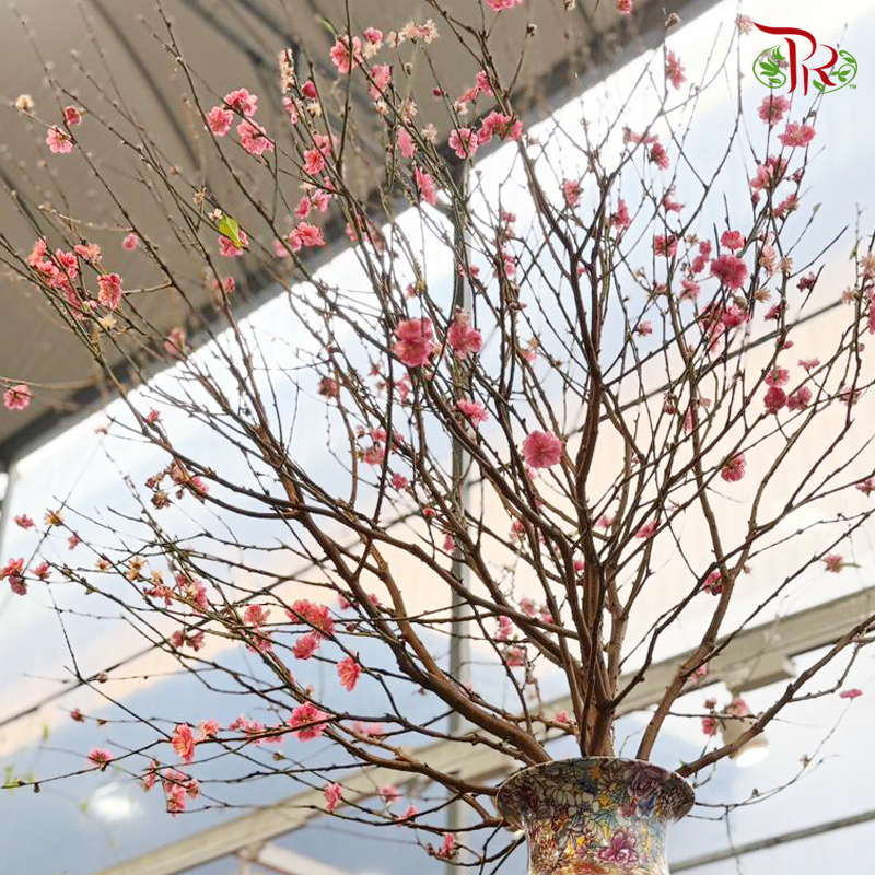 Cherry Blossom - (S & M & L & XL & Jumbo)