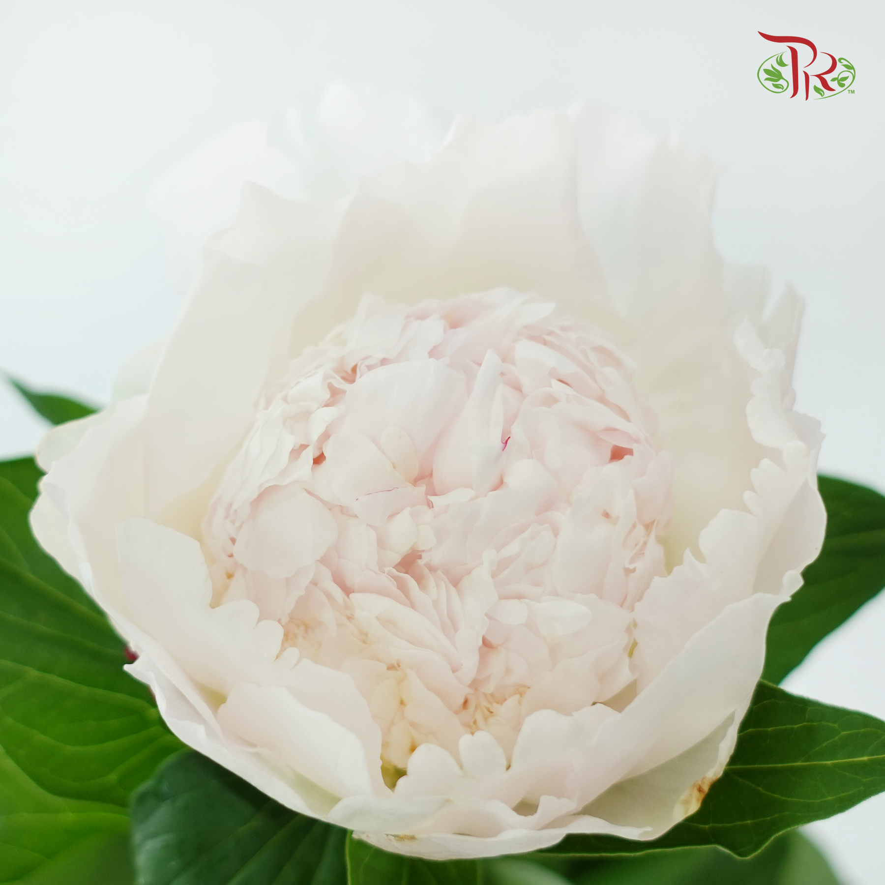 Peony - Angel Cheek - ***FRAGILE (5 Stems)***(Small / Medium Head)