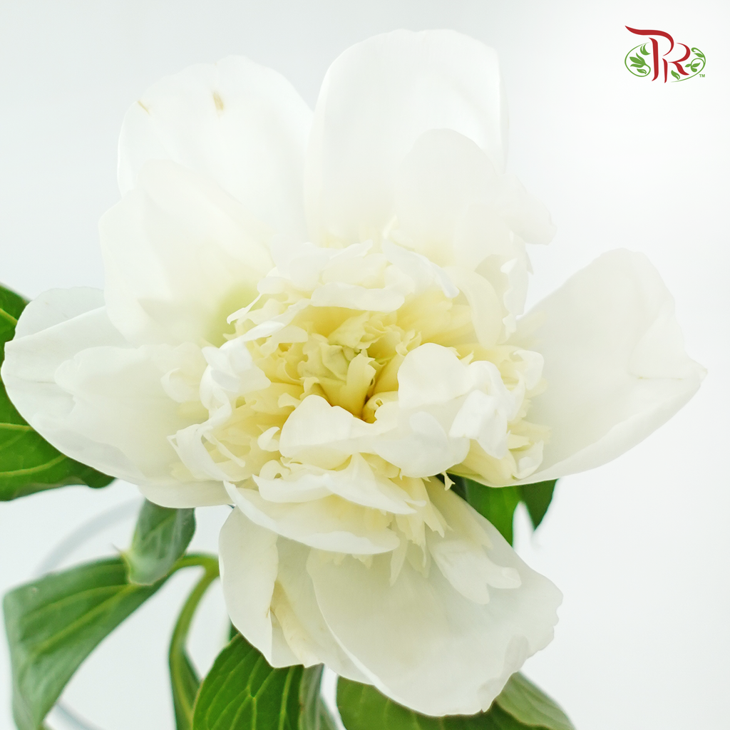 Peony - Duchess  ***FRAGILE (5 Stems)***(Small / Medium Head)