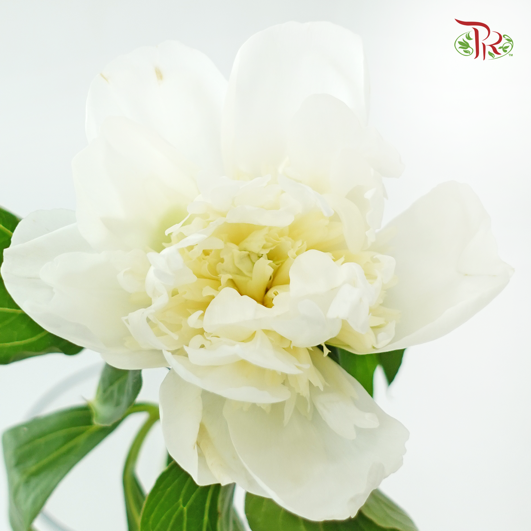 Peony - Duchess  ***FRAGILE (5 Stems)***(Small / Medium Head)