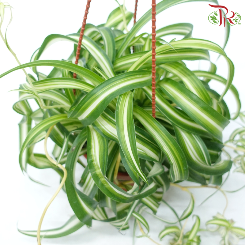 Chlorophytum Curly (Spider Plant Curly)《吊兰》