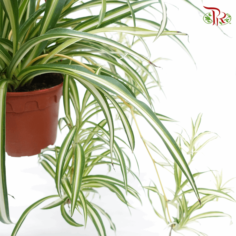 Chlorophytum (Spider Plant Flat Leaves)《吊兰》-Pudu Ria Florist-prflorist.com.my