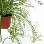 Chlorophytum (Spider Plant Flat Leaves)《吊兰》-Pudu Ria Florist-prflorist.com.my