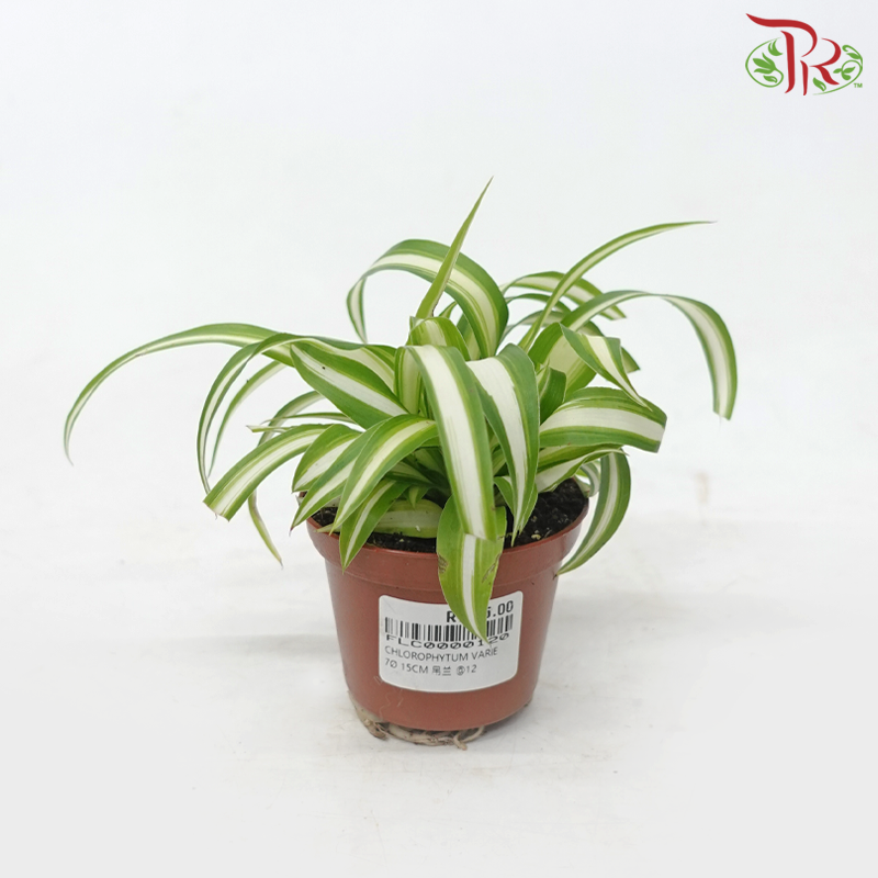 Chlorophytum Varie (17cm)《吊兰》