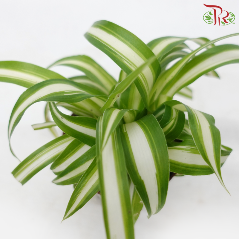 Chlorophytum Varie (17cm)《吊兰》