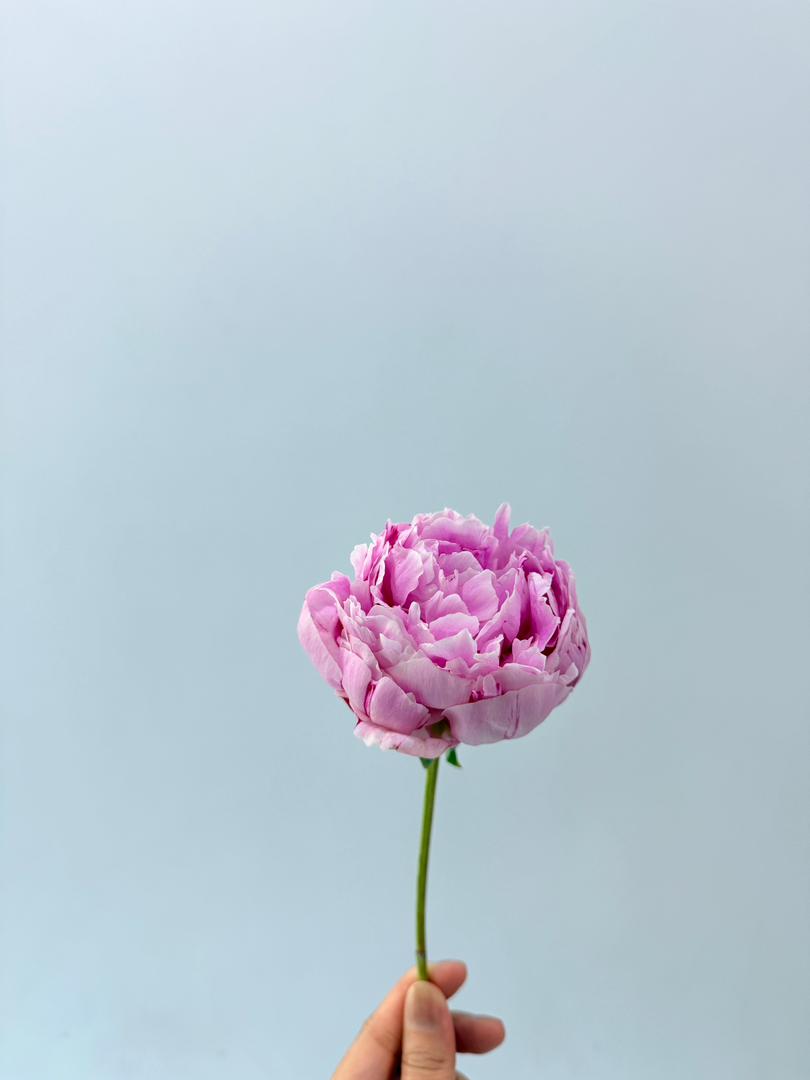 Peony - Sarah Bernhardt ***FRAGILE  (5 Stems)**(Small / Medium Size)