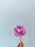 Peony - Sarah Bernhardt ***FRAGILE  (5 Stems)**(Small / Medium Size)