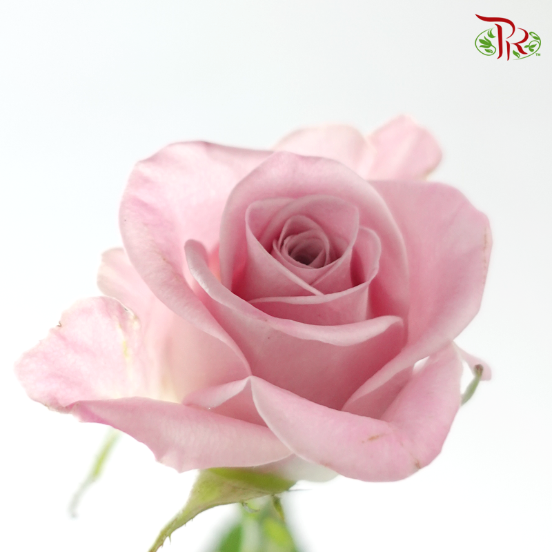 Rose - Sweet Manta (10 Stems)