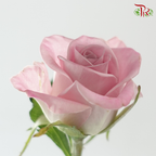 Rose - Sweet Manta (10 Stems)