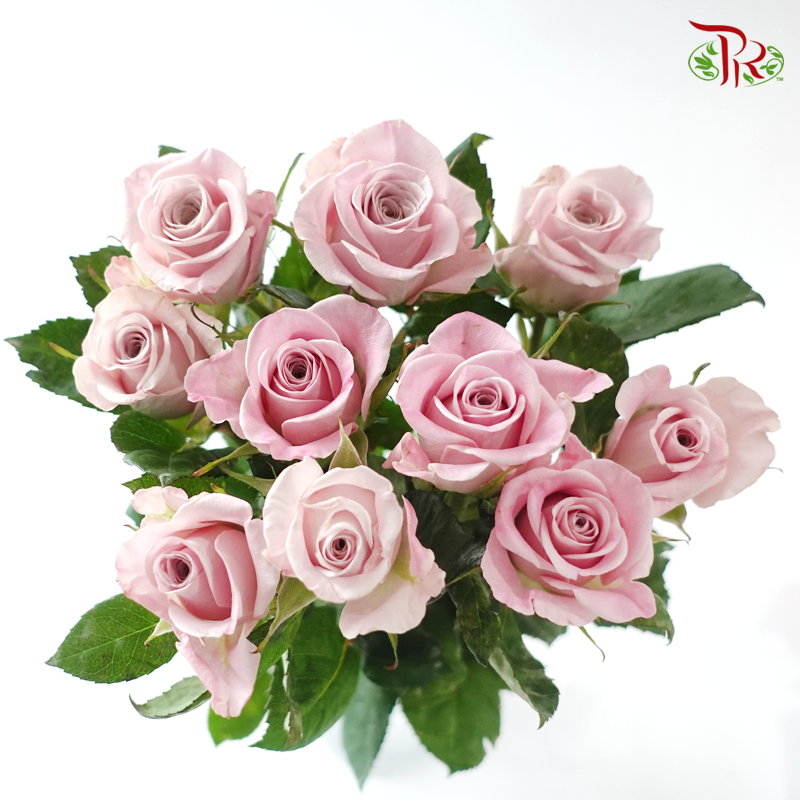Rose - Sweet Manta (10 Stems)