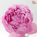 Peony - Service Plate (5 Stems) (Small / Medium Head) **Fragile**