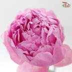 Peony - Service Plate (5 Stems) (Small / Medium Head) **Fragile**