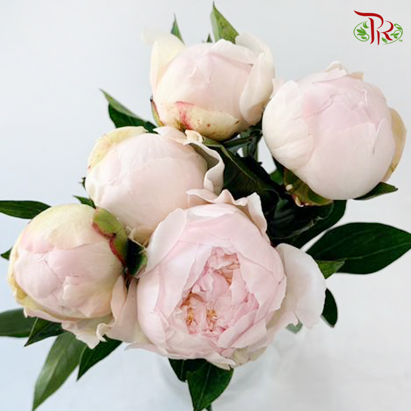 Peony - Miss Usa / Shy Queen (5 Stems) (Small / Medium Head) **Fragile**