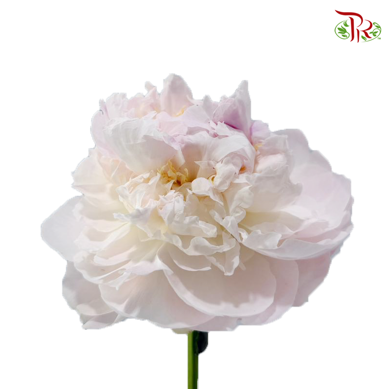 Peony - Miss Usa / Shy Queen (5 Stems) (Small / Medium Head) **Fragile**