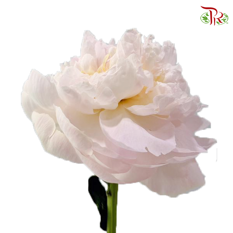 Peony - Miss Usa / Shy Queen (5 Stems) (Small / Medium Head) **Fragile**