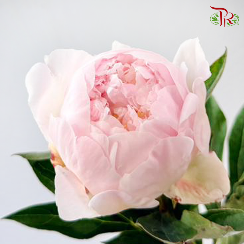Peony - Miss Usa / Shy Queen (5 Stems) (Small / Medium Head) **Fragile**
