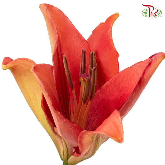 Tiger Lily 3+ - Ruby / Sovereign (5 Stems)
