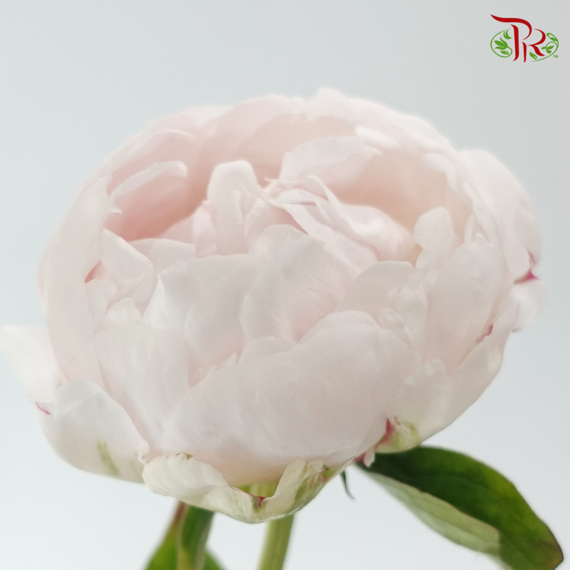 Peony - Yang Fei (5 Stems) (Small / Medium Head) **Fragile**