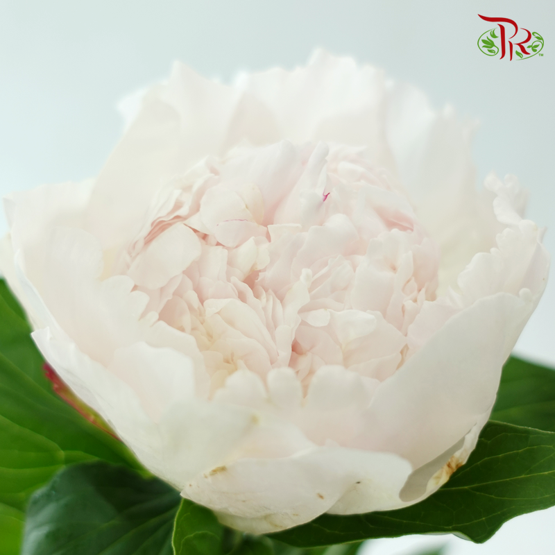 Peony - Yang Fei (5 Stems) (Small / Medium Head) **Fragile**