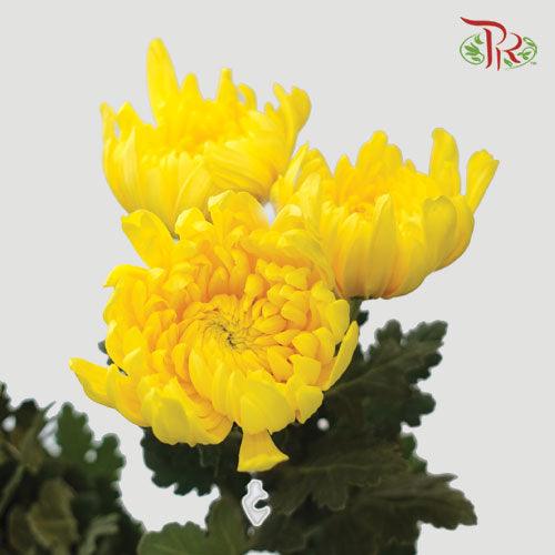 Chrysanthemum 3 Head - Yellow (6 Stems)-Yellow-Malaysia-prflorist.com.my