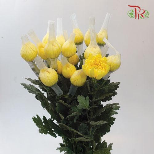 Chrysanthemum 3 Head - Yellow (6 Stems)-Yellow-Malaysia-prflorist.com.my