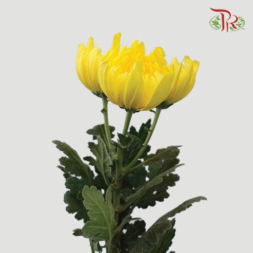 Chrysanthemum 3 Head - Yellow (6 Stems)-Yellow-Malaysia-prflorist.com.my