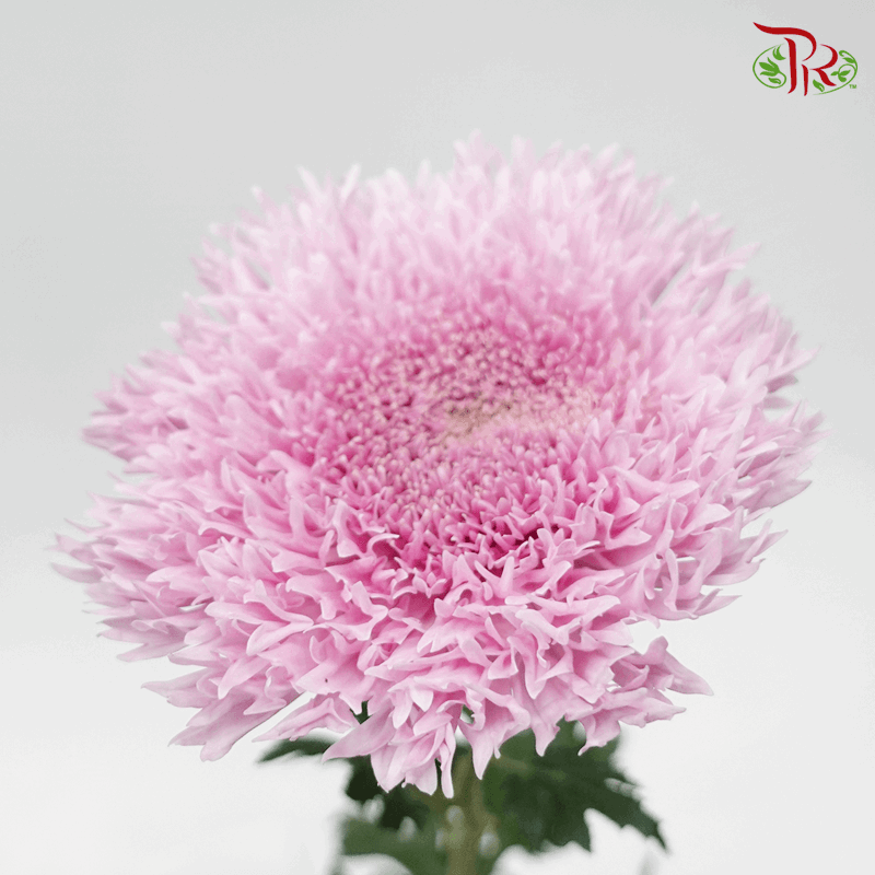 Chrysanthemum Etrusko/ Teddy Pink (6 Stems)-Pink-Malaysia-prflorist.com.my