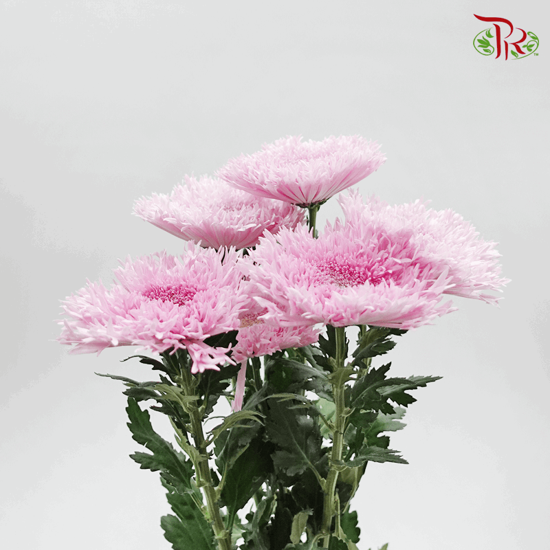 Chrysanthemum Etrusko/ Teddy Pink (6 Stems)-Pink-Malaysia-prflorist.com.my