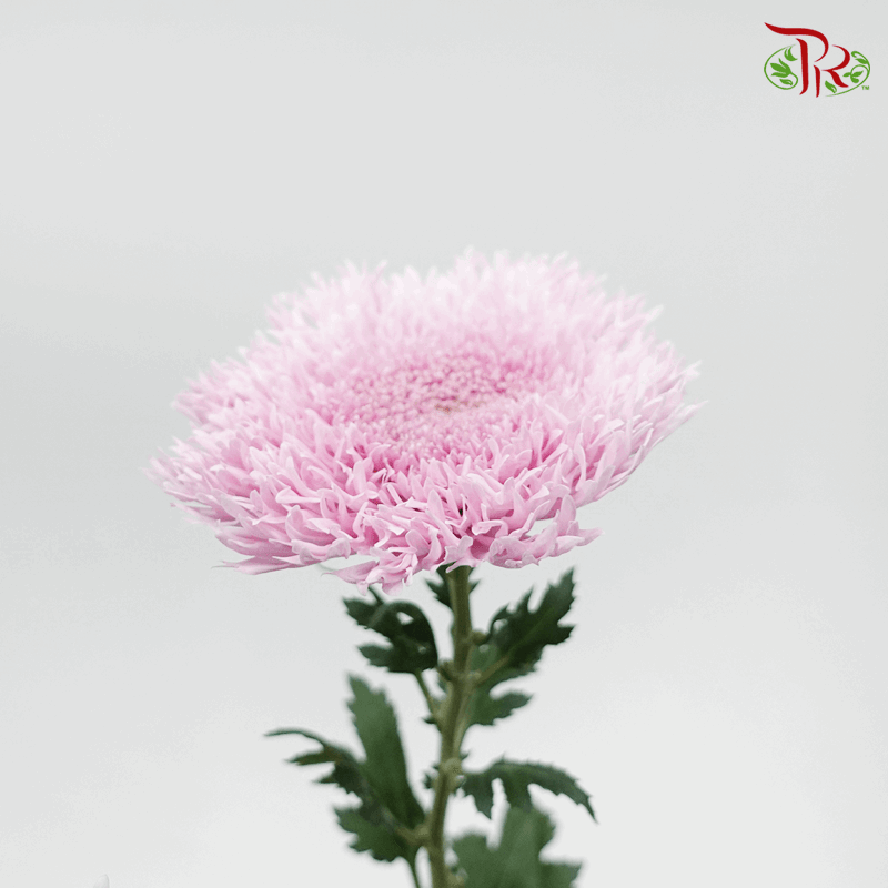 Chrysanthemum Etrusko/ Teddy Pink (6 Stems)-Pink-Malaysia-prflorist.com.my