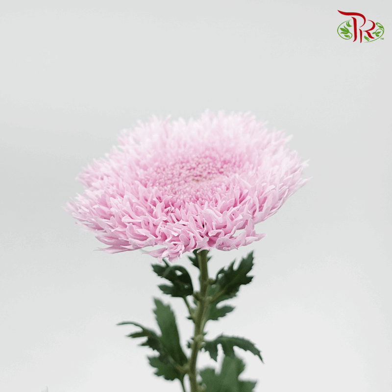 Chrysanthemum Etrusko / Teddy - Pink (6 Stems)-Pink-Malaysia-prflorist.com.my
