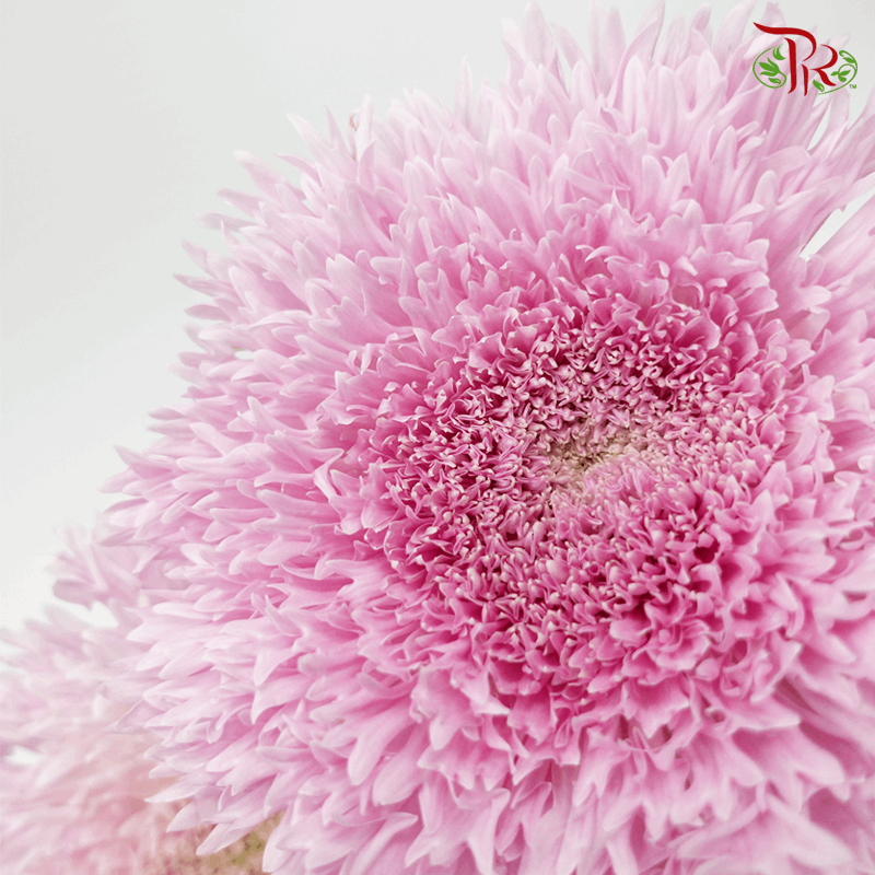 Chrysanthemum Etrusko/ Teddy Pink (6 Stems)-Pink-Malaysia-prflorist.com.my