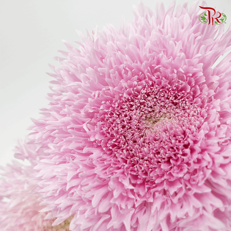 Chrysanthemum Etrusko / Teddy - Pink (6 Stems)-Pink-Malaysia-prflorist.com.my