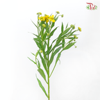 Chrysanthemum Painted - Yellow (Per Bunch)-Yellow-China-prflorist.com.my