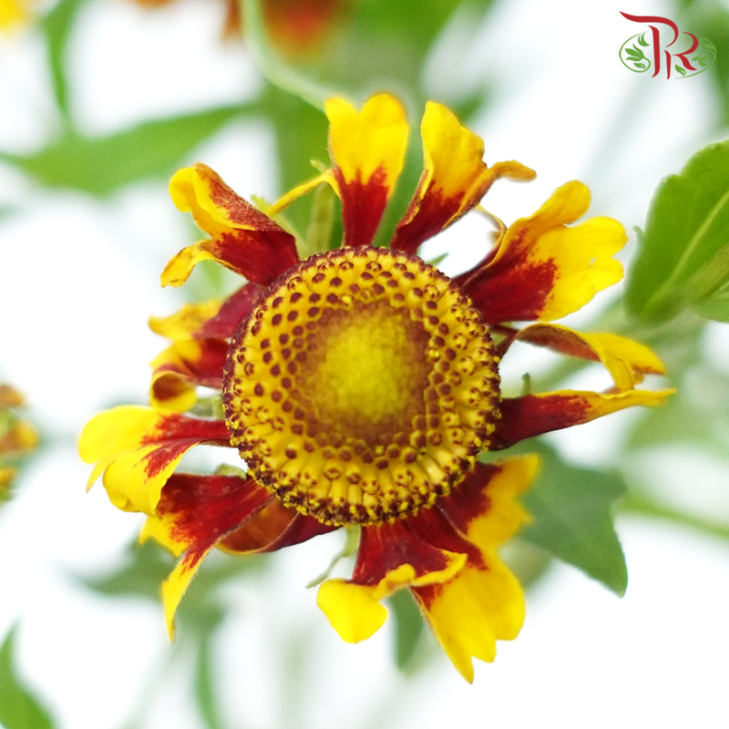 Chrysanthemum Painted - Yellow With Red (Per Bunch)-Yellow With Red-China-prflorist.com.my