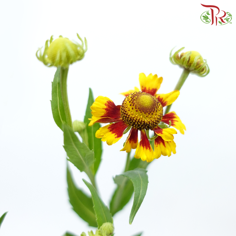 Chrysanthemum Painted - Yellow With Red (Per Bunch)-Yellow With Red-China-prflorist.com.my