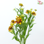 Chrysanthemum Painted - Yellow With Red (Per Bunch)-Yellow With Red-China-prflorist.com.my