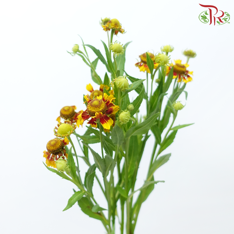 Chrysanthemum Painted - Yellow With Red (Per Bunch)-Yellow With Red-China-prflorist.com.my