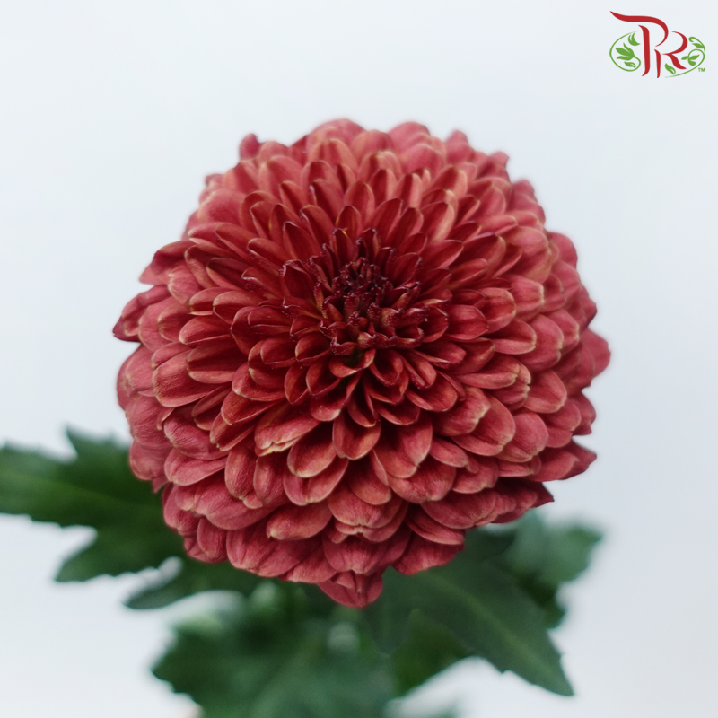 Chrysanthemum Ping Pong Disbud - Dark Red (12 Stems)-Red-Malaysia-prflorist.com.my